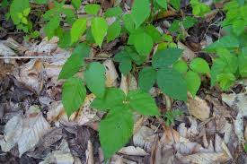 Celery is a light, natural snack that contains almost no calories. What Do Deer Eat