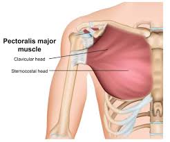 The clavicle (collarbone), the scapula (shoulder blade), and the humerus (upper arm bone) as well as associated muscles, ligaments and tendons. Npmd Nk8eup11m