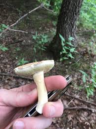 Image result for Boletus atkinsonii