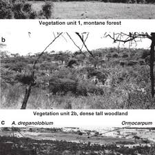 Image result for Gutenbergia polycephala