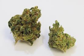 Check spelling or type a new query. Pucker Why Colorado Tokers Love This Strain Westword