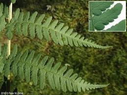 Image result for Dryopteris manniana