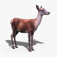 Red Deer Doe By Cgmobile You Can Buy This 3d Model For 99 On Https Www Cgtrader Com 3d Models Animals Mammal Red Deer Doe Deer Doe Animals Mammals