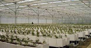 Jill S Hydro Roses Hydroponics Hydroponics Diy Hydroponic Gardening