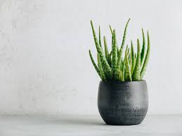 We did not find results for: Aloe Vera Plant Care Growing Guide