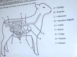 Sistema Digestivo Veterinaria Ideias Criativas Criatividade