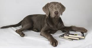 Find your new companion at nextdaypets.com. Weimaraner Lab Mix Your Complete Guide To The Labmaraner