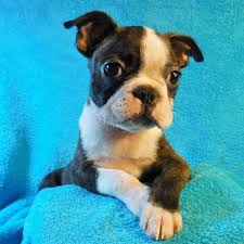 The boston terrier is an intelligent, affectionate, & playful dog that makes a great addition to a family. Best Boston Terrier Puppies Home Facebook