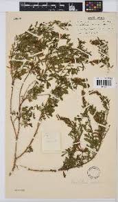 Image result for Melolobium