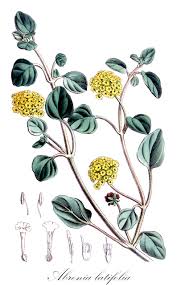 Image result for Nyctaginaceae