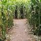 Cowvins Corny Corn Maze Youngs Dairy