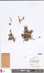 Image result for Lellingeria