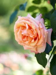 rose barock バラ バロック climbing roses beautiful roses rose