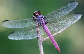 Dragonflies Carry A Deep And Significant Meaning Do You See Them Often In 2020 Dragonfly Dragonfly Art Dragonfly Insect