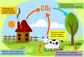 Kitar karbon dan kitar oksigen. Kitar Karbon Sains T5 Science Quiz Quizizz