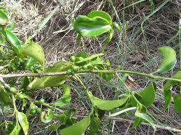 Image result for Psydrax parviflora