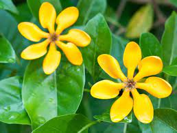 Golden Gardenia Flowers In The Garden Flowers Gardenia Botanical Illustration