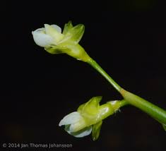 Image result for Marantochloa leucantha