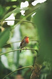 Kylebonallo By Kyle Bonallo Instagram Tableau Vert Rouge Gorge Petits Oiseaux