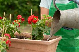 Diese menge an flüssigkeit wird benötigt, um die nährstoffe aus es gibt keine feste regel, wann und wie viel wasser die pflanzen brauchen. Geranien Giessen Wieviel Wasser Brauchen Die Blumen
