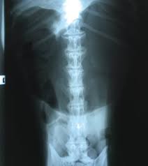 The top red arrow points to the aorta. Feline Diagnostic Imaging Ultrasound Mri X Rays Radiology