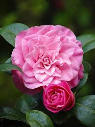 Lovely Dark Pink Rose Pink Camellia Amazing Flowers Beautiful Flowers Flowers