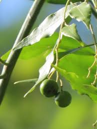 Image result for Capparis fascicularis