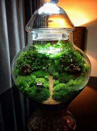 Closed Terrarium Closed Terrarium Plants Terrarium Garden Terrarium