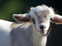 You also need to have plenty of large bath towels — at least one for every kid you are expecting, plus one or two extras just in case you get a surprise. 15 Fascinating Facts About Goats