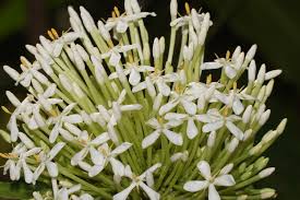 Image result for Pavetta sp. A