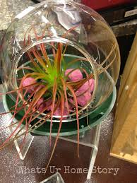 Making a bottle terrarium + closed terrarium basics. Air Plant Terrarium Ideas Whats Ur Home Story
