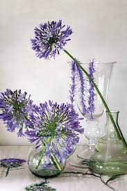 Blue Gardening House And Leisure Flower Arrangements Agapanthus List Of Flowers