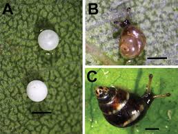 Image result for Crotalaria prolongata