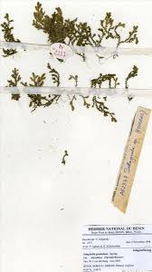 Image result for Selaginella goudotiana