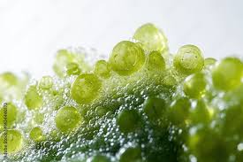 Image result for Wolffia globosa