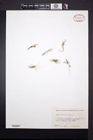 Image result for Subularia