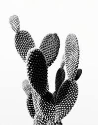 Black And White Cactus Printable Cactus Photo Printable File Cactus Landscape Black And White Modern Wall Art Home Office Decor Et Cactus Wall Art Black And White Wall Art Modern Wall Art