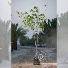 Image result for Millettia pinnata