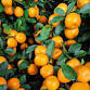 Free Mini-Workshop: Food Forest Friday event image