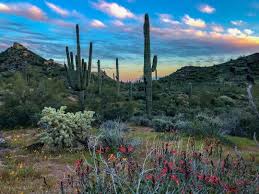 Maybe you would like to learn more about one of these? Springtime In The Arizona Desert Just Can T Get Enough Of The Flower Superbloom This Year Natural Landmarks Instagram Arizona