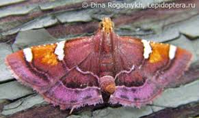 Image result for Pyralis lienigialis