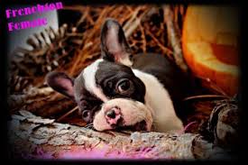 Dad is a pure breed of french bulldog. Frenchton Puppies For Sale In Pensacola Florida Classified Americanlisted Com