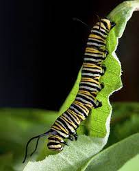 4 313 просмотров 4,3 тыс. Tellus Which Milkweeds Do Monarch Butterflies Prefer Usda Ars