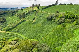 If you would like to take your coffee enjoyment one step further, we suggest participating in a coffee plantation tour. Savoring Costa Rica Sip By Sip The New York Times