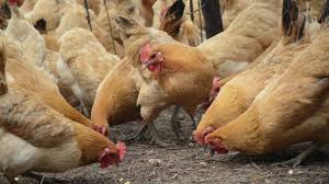 Puluhan Ayam Di Tasikmalaya Mati Mendadak Dengan Wajah Membiru Kumparan Com
