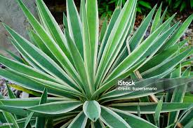 Image result for Agavaceae