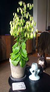 Kalanchoe Magic Bells Plant Pictures Planting Succulents Plants