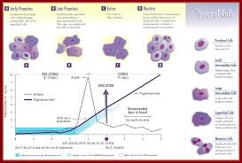 Vaginal Cytology Valor Goldens