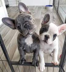 If we take a look at their history, we will realize that their ancestors (english bulldogs) much affected the size of quondam frenchies. Are You One Of The Pug Lovers Or French Bulldog Lovers If You Do Then Our Online Store Is 100 For You French Bulldog Puppies Cute Baby Animals Puppies