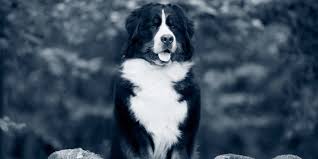 Die kastration von rüde und hündin gilt als routineeingriff, bei dem die organe des körpers entfernt werden, die für die fortpflanzung verantwortlich sind. Chemische Kastration Hund Keine Op Notig Anicura Deutschland